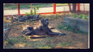 Lulu, Queen of the Back Yard.