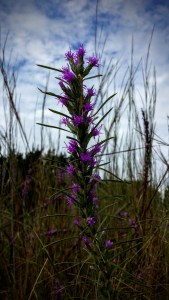 Random wildflower at Walnut Creek Metropolitan Park in Austin