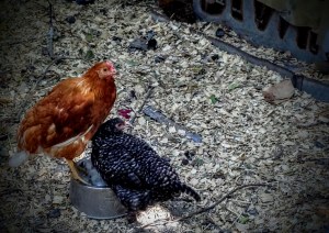 Chef Vordivask and Skunk the chickens