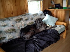 Lulu makes herself at home at Sagadahoc Bay Campground