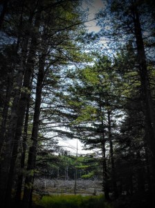 Acadia National Park