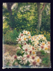 Flowers at Shenendoah National Park, VA