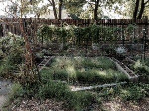 Moon Garden - 9/19/2015