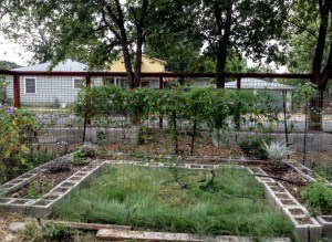 Moon Garden - 9/28/15