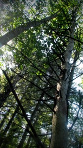 Rachel Carson National Wildlife Refuge