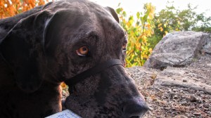 Lulu at Shenendoah National Park, VA.