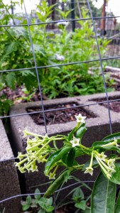 Night blooming jasmine.