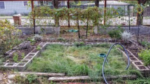 Moon Garden: October 8, 2015