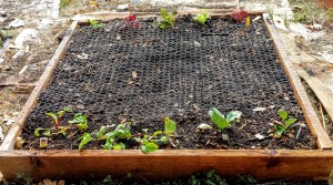 Chard, Cabbage, Lettuces