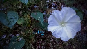 Blurry moonflower mobile phone pic.