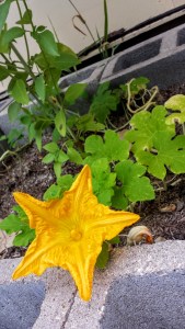 Pumpkin Flower