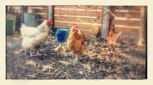 (some of) the ladies.