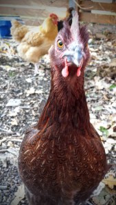 Bear the chicken says