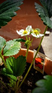 Strawberry blooms