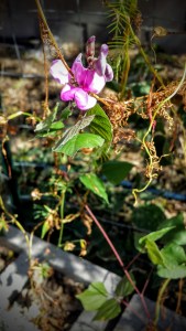 Purple Hyacinth Bean Flower