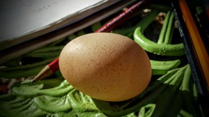 An Egg from one of the newly adopted hens.
