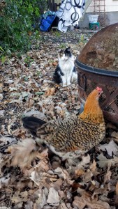 Cat and Chicken