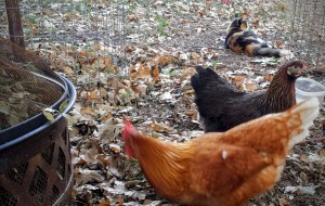 Cat Ignoring Chickens