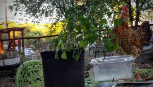 Hawk the Chicken - I <3 Her Little Buttercup Comb.