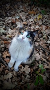 Grumpy cat, beware - Srsly Pissed Off Cat is here!