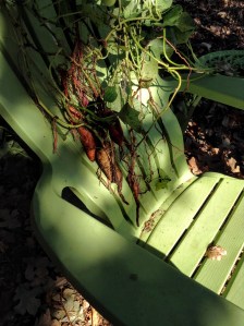 Meager sweet potato harvest...