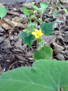 The tiniest cucumber plant ever.