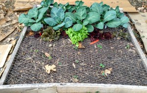 Brsl Sprts, Collards, Lettuces, and my little seedlings of various things. :)