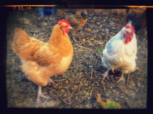 The new girls: Buffy the Vampire Slayer & Big Mama. A neighbor needed to rehome them, so we integrated them into the flock!
