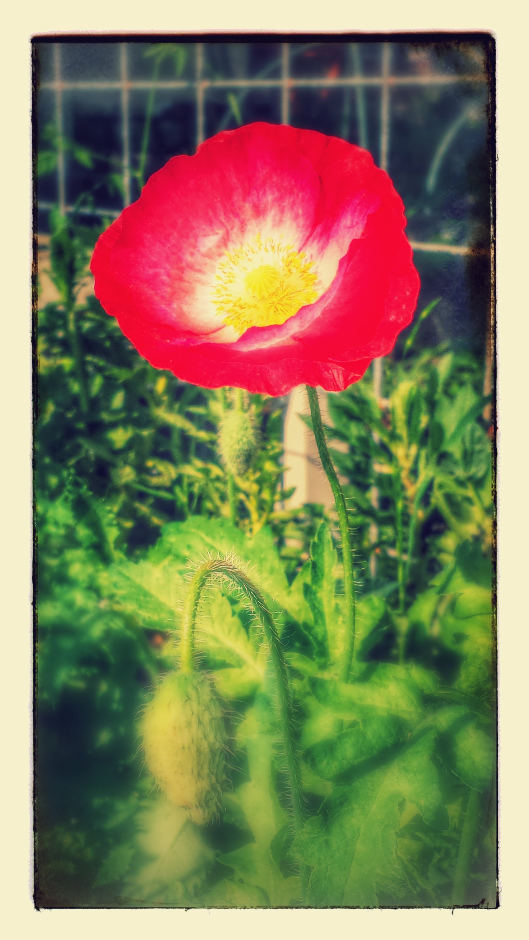 20160331_095252-EFFECTS